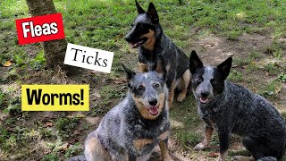 Flea Tick & Heartworm Prevention