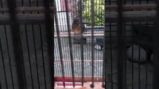 MURAH !!! MURAI BATU MEDAN di Dapit Lovebird Sidoarjo