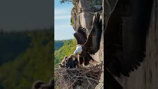 "Nature's Wonder: Eagle Feeding Its Chicks in a High Nest 🌿🦅 | Eagle | #Eagle #Nature #Wildlife