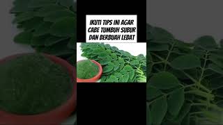 Ikuti tips ini agar cabe subur dan berbuah lebat #pupukorganikterbaik #pupukterbaik