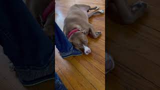 You’re So Pretty 🐕Cute Dog😘#doglover #cutedog #pitbull #funnyvideo #shorts