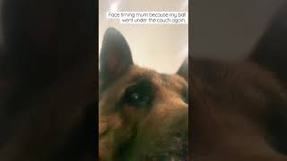 German Shepherd on face time😆