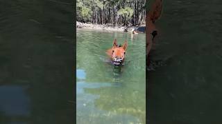 Young Horse Swimming Straight To The Camera #australia #equestrian #horse #horselife #horselover