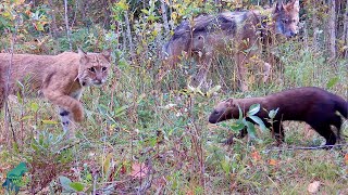 Bear cub "re-adjusts" trail camera with surprisingly good results