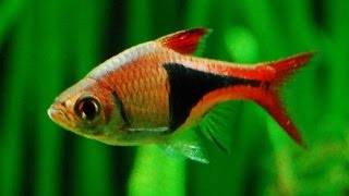 Trigonostigma heteromorpha (Harlequin Rasbora, Расбора гетероморфа)