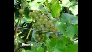 Uhudler und Weinsorten in der Steiermark/ Grape Varieties in Austria