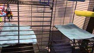 How to add towels to your petco rat manor.