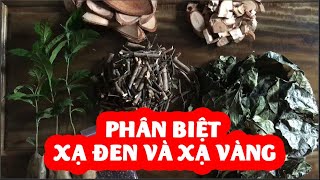 Phân Biệt cây xạ đen và cây xạ vàng và mua cây xạ đen hòa bỉnh ở đâu SĐT: 0869145860