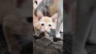 When a mother cat and kittens living on the roof top Eating Time while not yet raining