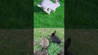 Adorable Bunny Overload! Watch These Cuties