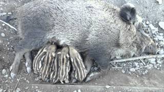 Junge Wildschweine am Göttinger Kehr