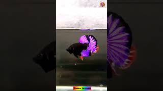 Black Panther betta #black #panther #blackpanther #betta #bettafish #bettafood #shorts