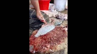 মাছ কাটার অসাধারন দৃশ্য।।।Telapiya fish cutting skill