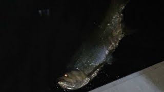 How to Catch HUGE Tarpon from Shore in Downtown Miami (Brickell) (Pre Mullet Run)