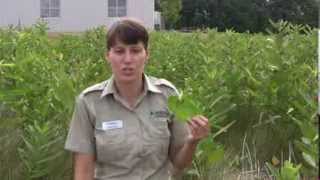 Monarch Migration at Cambridge Butterfly Conservatory