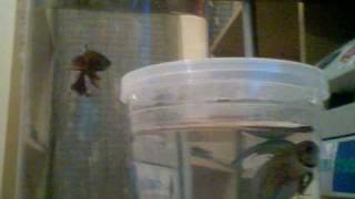 Betta Fish (Siamese Fighting Fish)