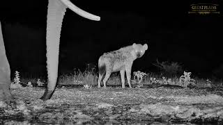 Elephant Chases Hyena from Watering Hole | Great Plains Conservation