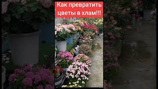 Как угробить цветы в хлам! #юмор #сад #дача #shorts #garden #cat #diy #цветы #подпишись #инструкция