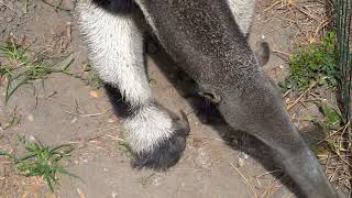 The Remarkable Anteater: Nature’s Ultimate Bug Hunter in Action!