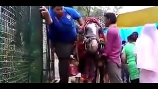 HD   1  Funny animal fails heavy set people vs horses edition