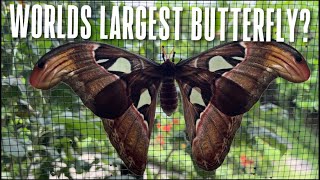 Is this the Worlds LARGEST Butterfly? (Butterfly Adventure in BALI Indonesia) Kemenuh Butterly Park