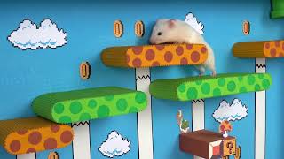 🐹 World's Largest Hamster Maze  Obstacle course!