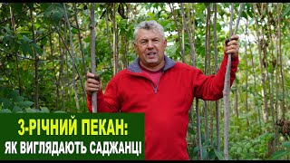 №207 Трирічний пекан: як вигладають саджанці, які ми реалізуємо. Як садити та доглядати