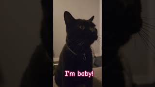 I'm baby #cats #youtubeshorts #funny