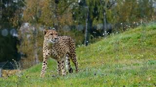 Cheetah Wild Animal Predator Animal Big Cat | True Nature