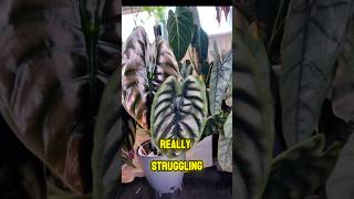 Alocasia Cuprea Leaf Jump Struggles! Tips? Mine is PON air layer! #alocasia #alocasiacuprea #shorts