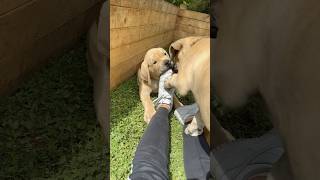 Boerboel Puppy Mischief #shortsfeed #shortsviral #boerboel