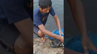 Kena juga dahh ikan 🤠 #shorts #shortvideo #ancoikan #fishing #fypシ゚viral