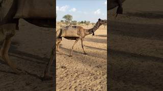 يسافر الناس في الصحراء بالمياه على الجمال