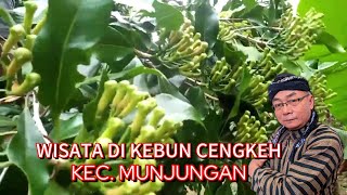 Wisata kebun CENGKEH di Kec.Munjungan, Trenggalek