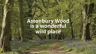 Please help us care for Astonbury Wood