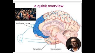 Brain structures involved in explicit memory - VCE Psychology