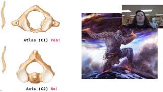 Vertebral Column and Thoracic Cage