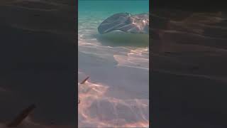 Megalodon sharks #shorts #shortvideo