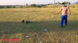 German shepherd puppy training | Running practice of military Dog