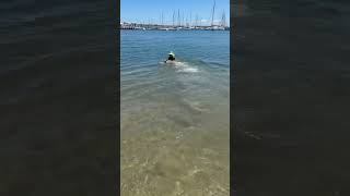 Goldie swimming with me at the beach