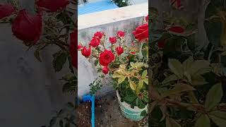 Grow bunch of Roses by this method.#Rose #Shorts #plants #garden