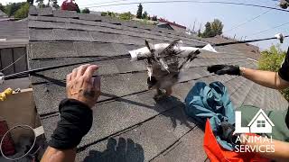 Hawk stuck on glue traps final