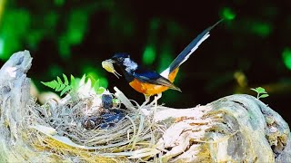 White-rumped Shama, appear in South Asia and Southeast Asia, contrasts light through endless clouds