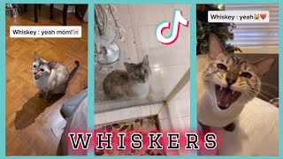 Whiskers - TikTok Compilation