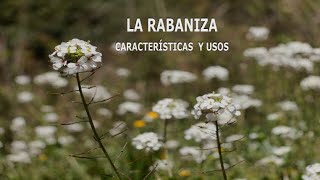 La rabaniza: Características y propiedades