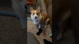 How a Corgi Negotiates a Trade