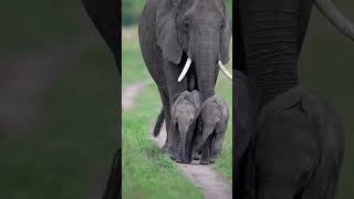 Cute elephant family with new born babies 🐘 #shorts #ytshorts #elephant #babies #animal #wildlife