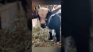 Please Subscribe! Cutest Funny Baby Goats🥰🥰 Video Compilation #goat  #farmlife #animals