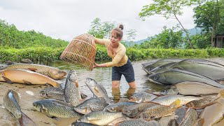 Harvesting A Lot Of Fish Goes To Market Sell - Take Care Ducking And Big-Footed Chicken - New Life