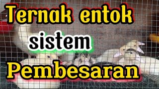 Ternak entok sistem pembesaran